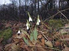 Galanthus-alpinus_Синявка
